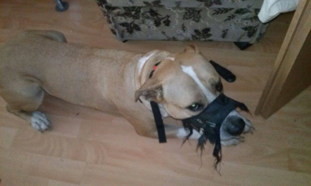 Was soll ich tun wenn mein Hund alleine ist zerstört er alles was er
