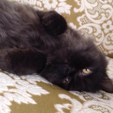 Was Soll Ich Tun Wenn Mein Kater Den Ganzen Tag Weint Tiere