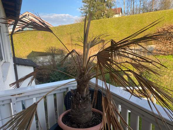 Was soll ich tun(Trachycarpus Fortunei)?