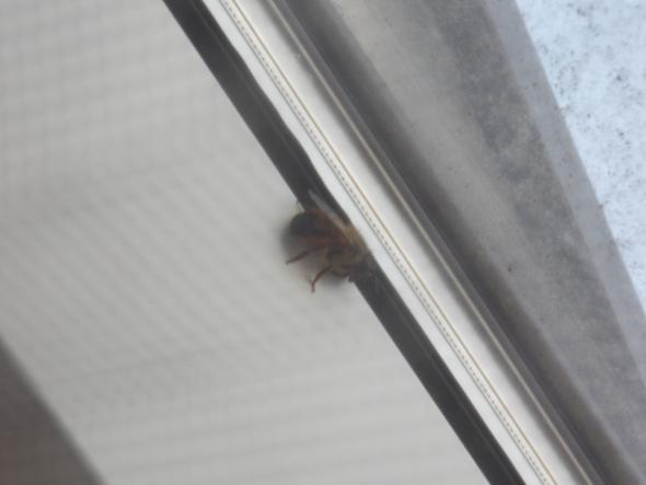 Biene1 - (Fenster, Bienen, Wespen)
