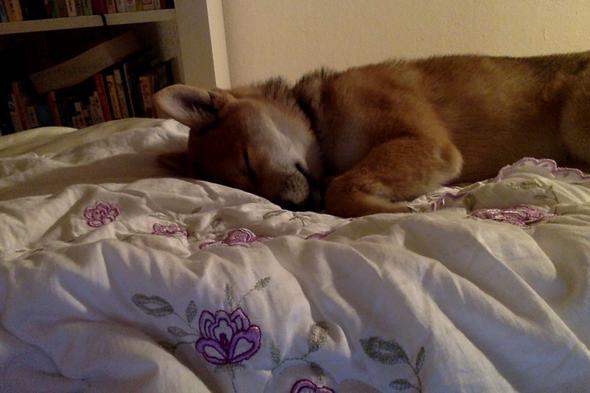 was soll man machen, wenn der hund beim durchfall nichts trinkt