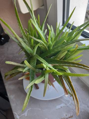 Was soll man machen wenn meine Aloe vera pflanze  gelb wird?