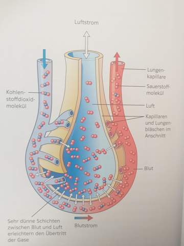 - (Schule, Medizin, Biologie)
