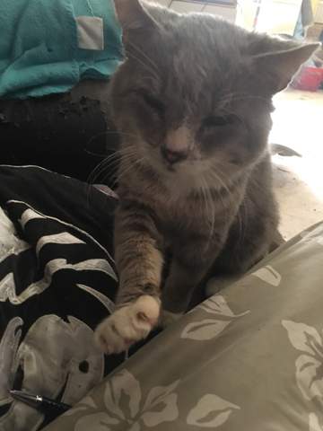 Was Stecken Fur Rassen In Meiner Katze Tiere Katzenrasse