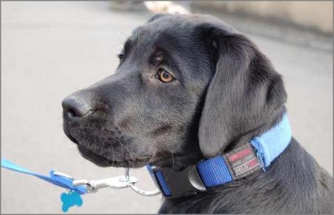 Rico :D - (Tiere, Hund, Welpen)