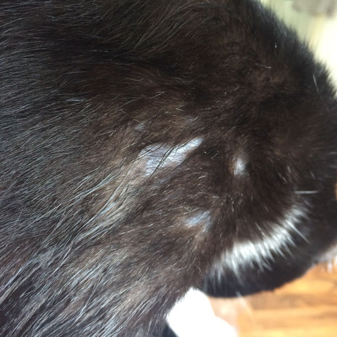 was stimmt mit dem fell meiner katze nicht tiere haut krank