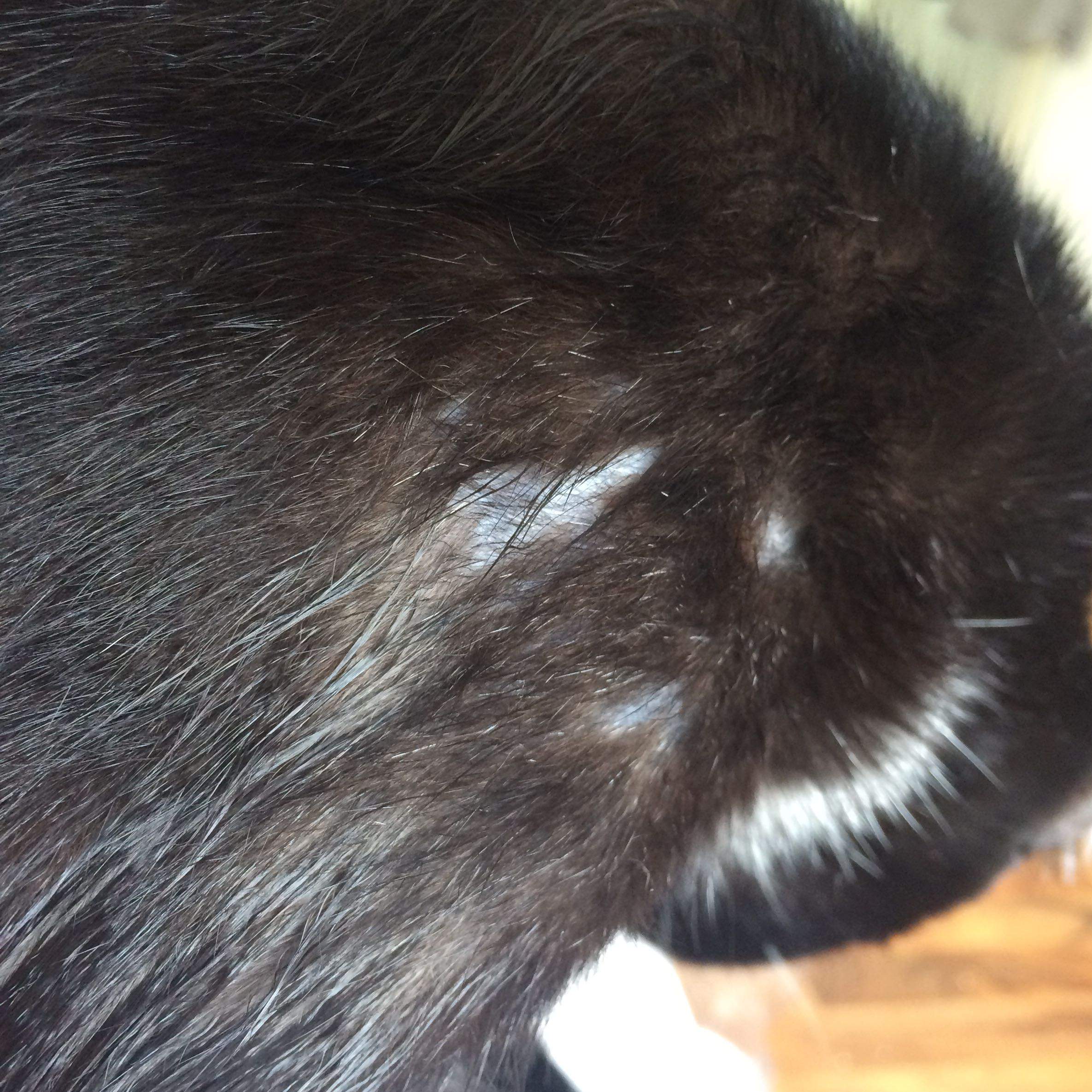 Was stimmt mit dem Fell meiner Katze nicht? (Tiere, Haut, krank)