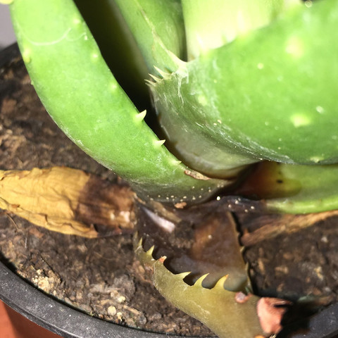 Was Stimmt Mit Meiner Aloe Vera Nicht Wasser Pflanzen Garten