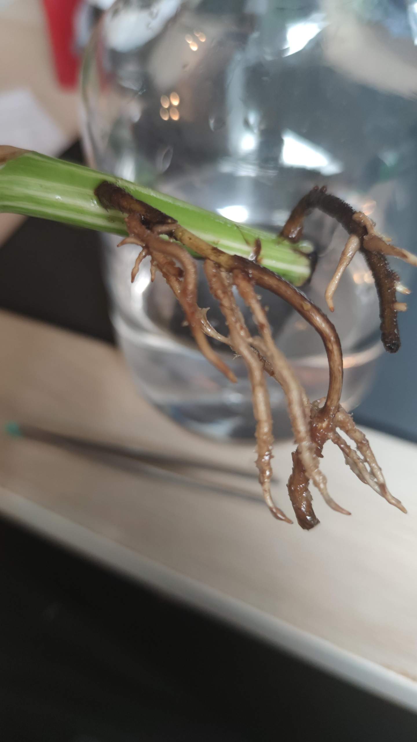 Was stimmt nicht mit den Monstera Wurzeln? (Wasser, Pflanzenpflege