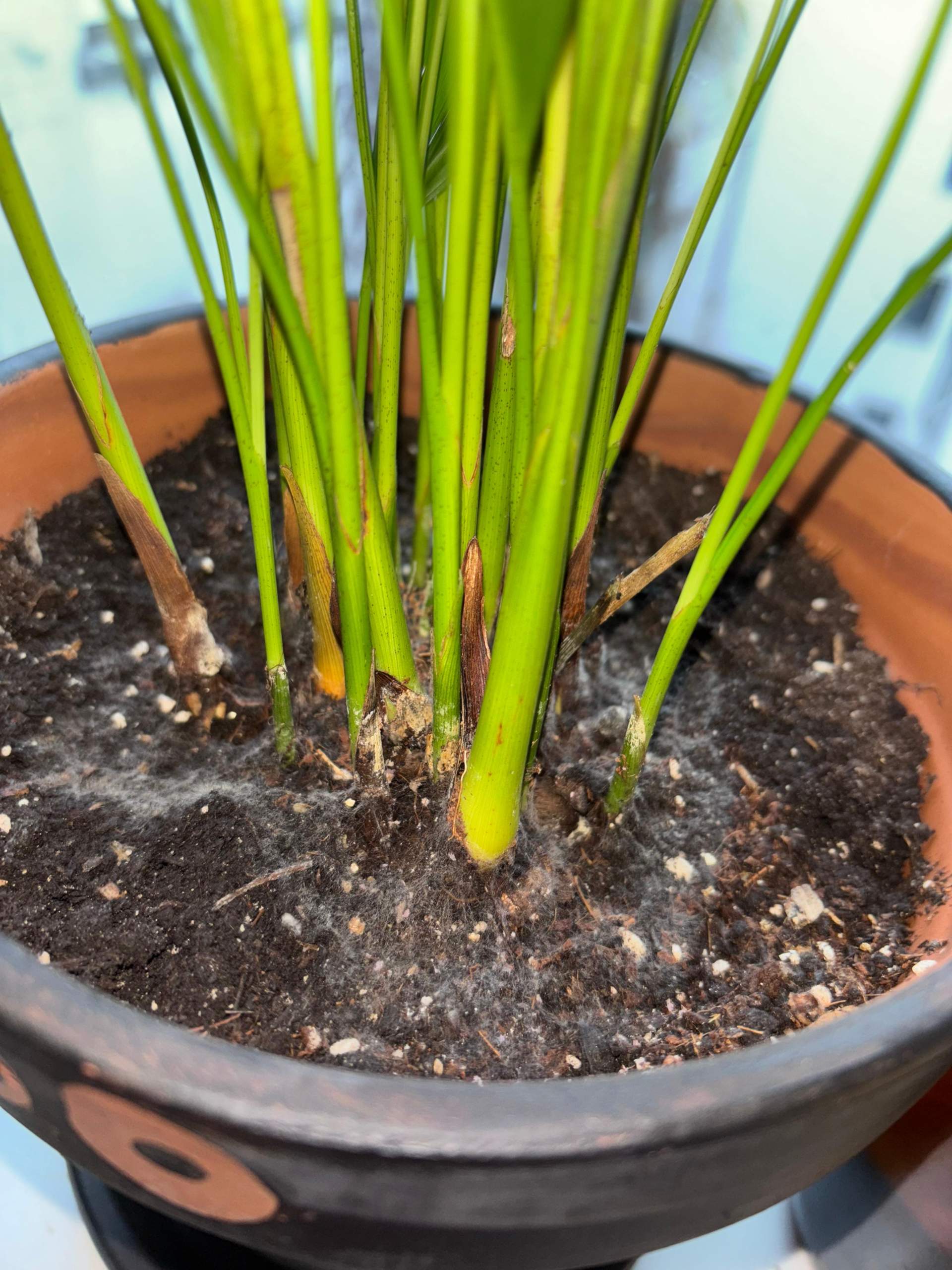 Was stimmt nicht mit meiner Goldfruchtpalme? (Blumen, Pflanzenpflege,  Zimmerpflanzen)
