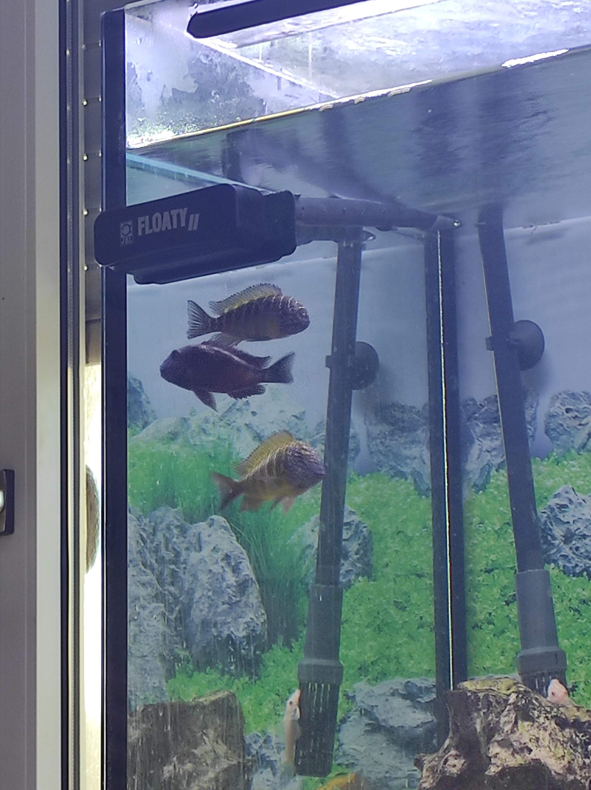 Was tun? (Aquarium, Aquariumfische)