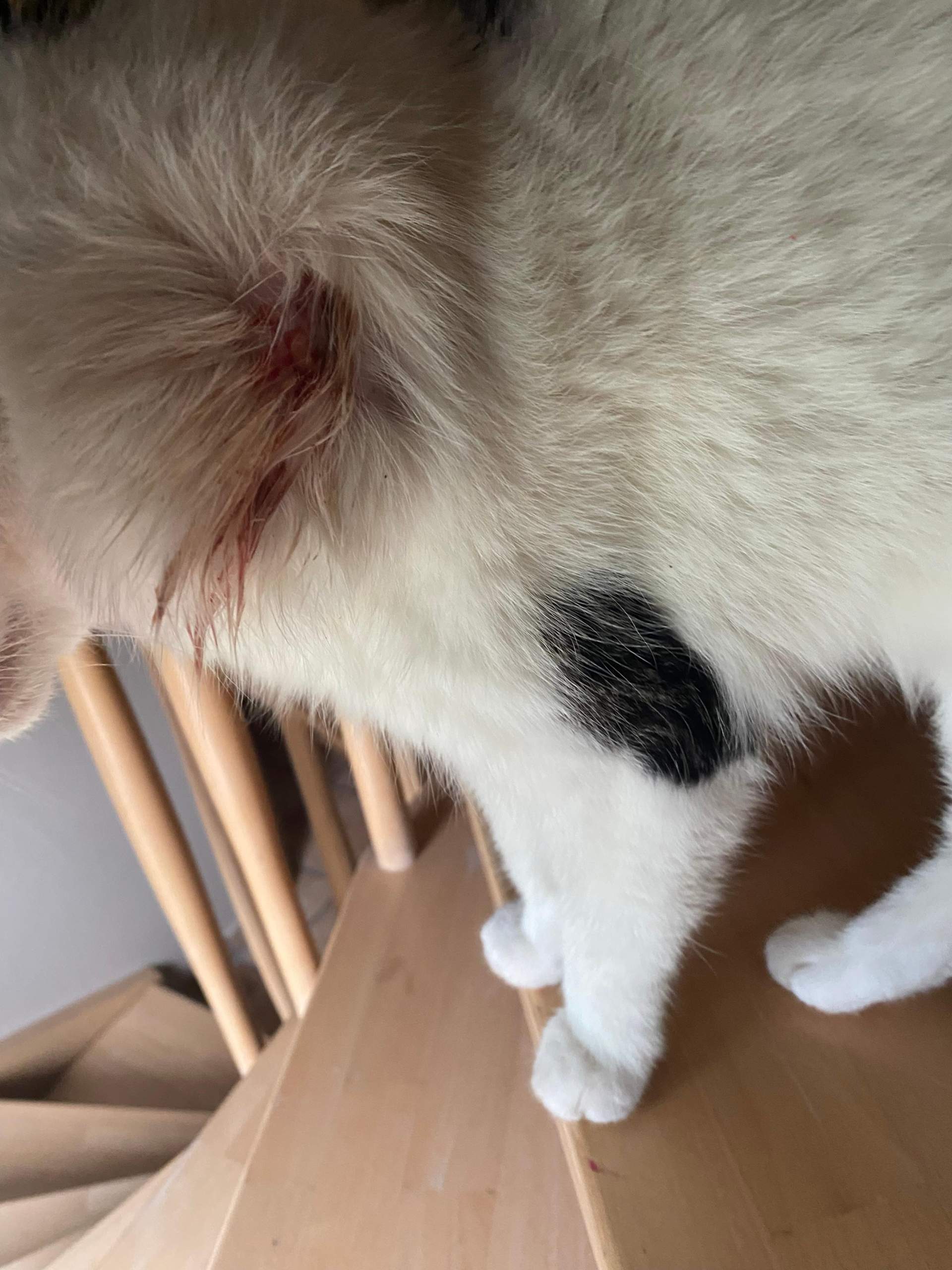 Was tun bei dieser Wunde bei Katze? (Tierarzt, Kater, Tiermedizin)
