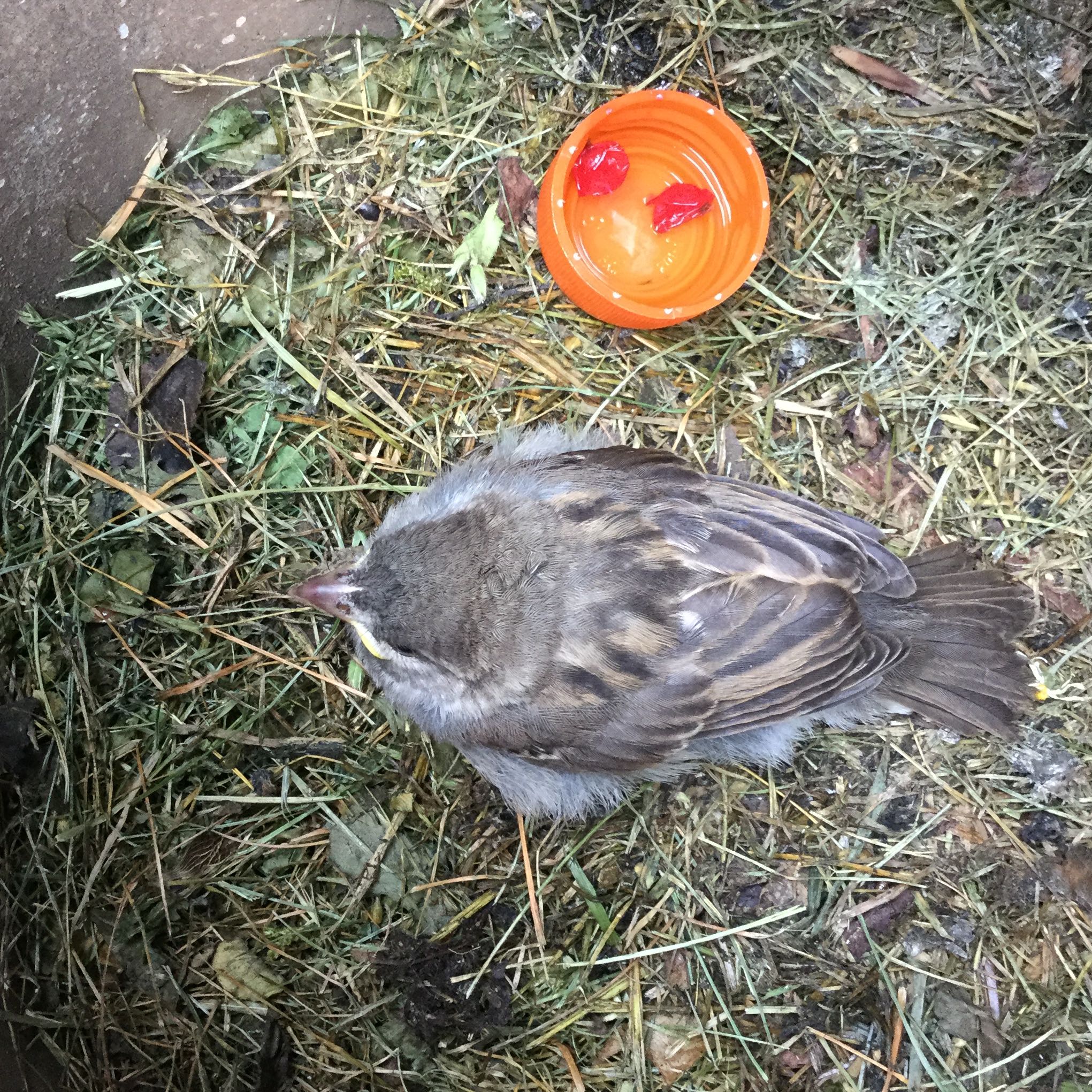 Was Tun Bei Einem Verletzten Vogel Gesundheit Tiere Vogel