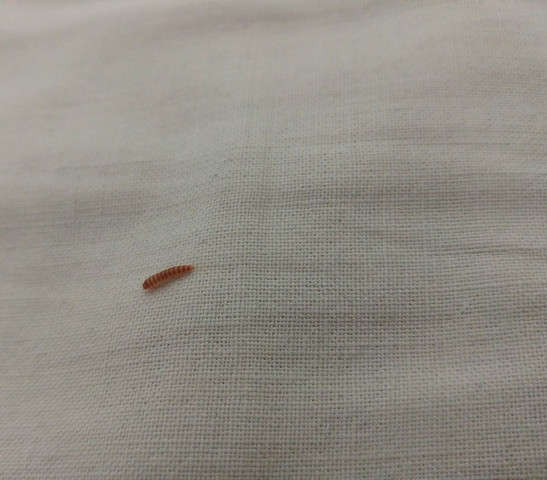 Was Tun Bei Larven Im Bett Tiere Insekten Kafer