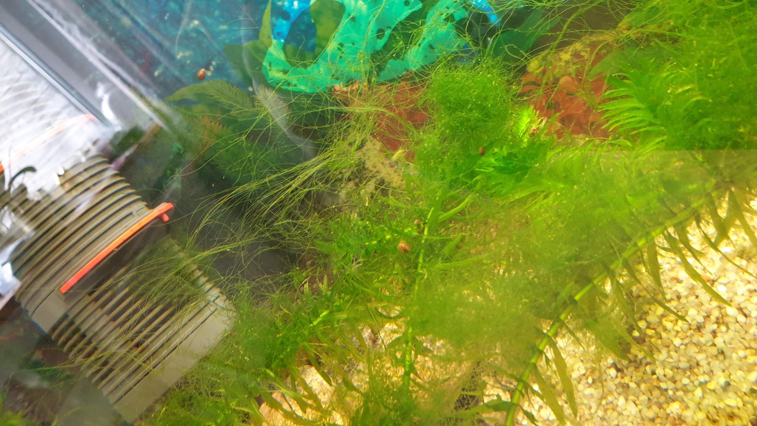 Was Tun Gegen Schnecken Im Aquarium Was tun gegen Algen im Aquarium? (Schneckenplage)