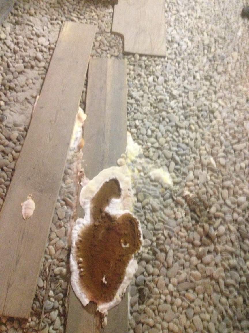 Was tun gegen Hauspilz? (Schimmel, Pilze, Gift)