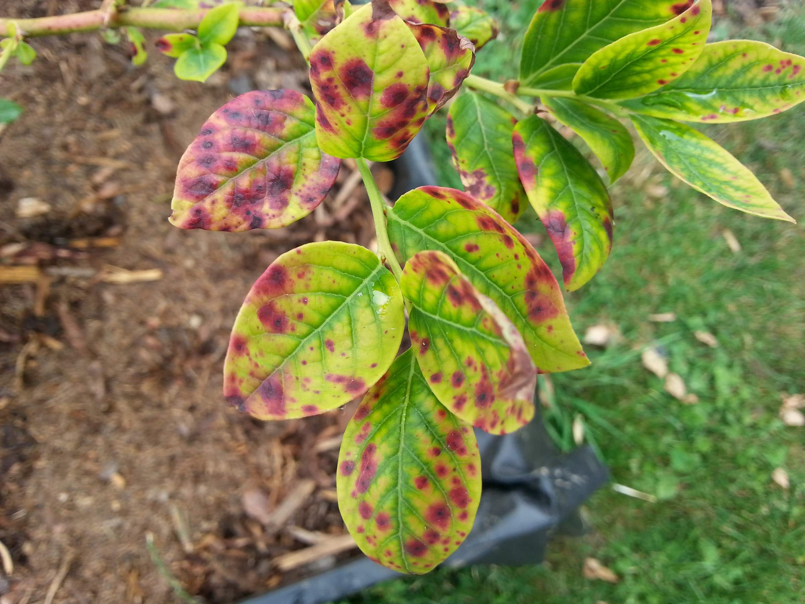 Was tun gegen kranke Blätter? (Krankheit, Pflanzen, Garten)