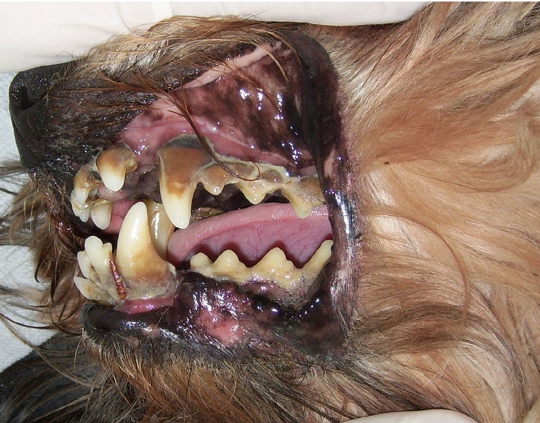 Was tun gegen üblen Mundgeruch eines Hundes? (Medizin, Tiere, Arzt)