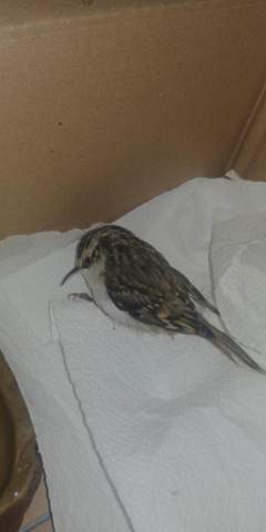 - (Vögel, Tierarzt, vogelart)