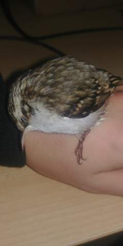 - (Vögel, Tierarzt, vogelart)