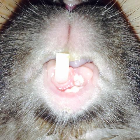 Was tun wenn beim Kaninchen ein Zahn abgebrochen ist?