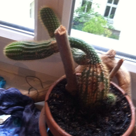 Das hier ist der kaktus - (Kaktus)