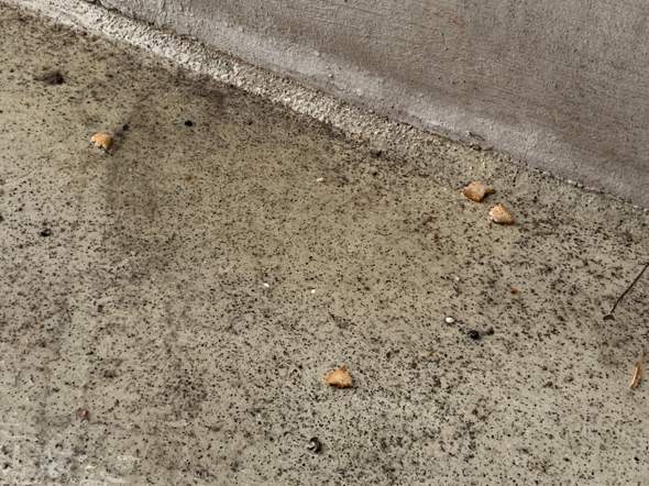 Was tun wenn der Nachbar Brotstücke auf Balkon von einem wirft um möglicherweise Tauben anzulocken die dann auf besagten Balkon koten sollen?