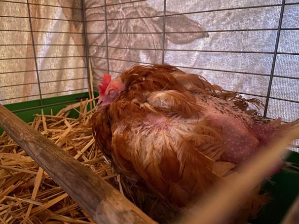 Was tun wenn ein Huhn Fieber hat?