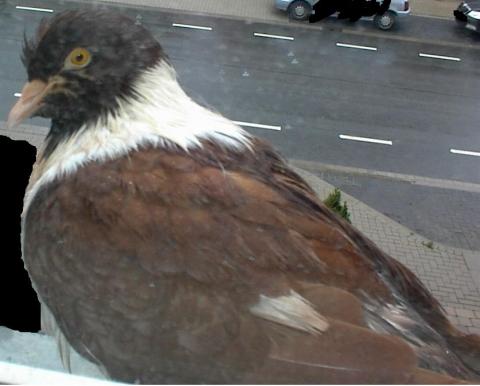 Krefeld: Was zu tun ist, wenn eine Taube gegen das Fenster fliegt