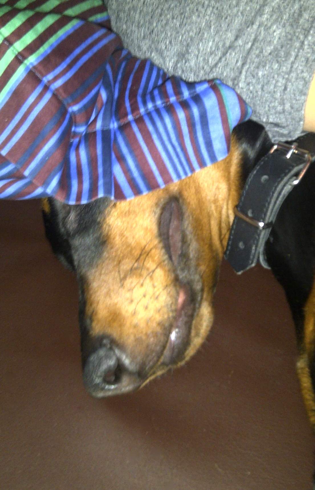 Was ist zu tun, wenn mein Hund schnarcht? (Tiere, Bett, Nacht)