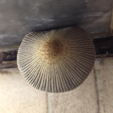 Pilz im Badezimmer, von oben - (Wohnung, heimwerken, Pilze)