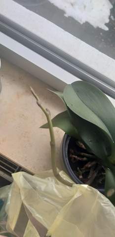 Was wächst da an meiner Orchidee?