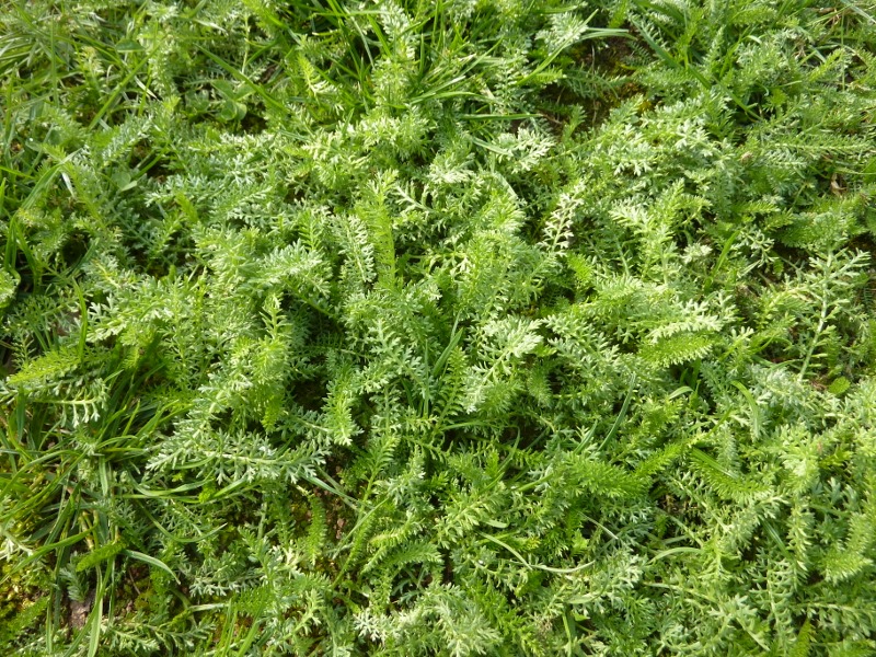 Was wächst da im Rasen? (Garten, Botanik, Pflanzenbestimmung)