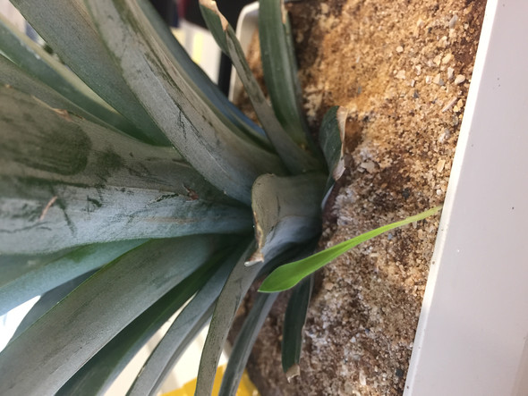 Was wächst da neben meiner Ananaspflanze (BILD)? (Pflanzen ...