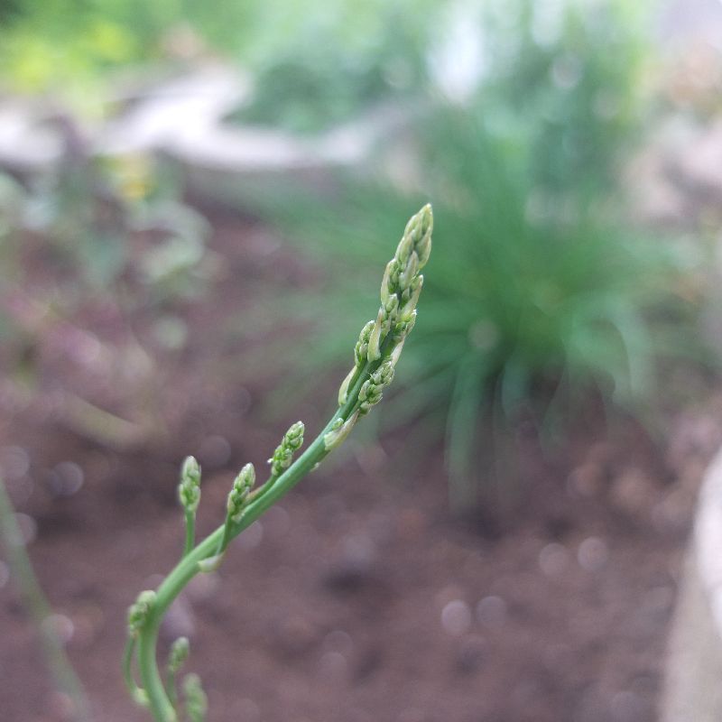 Was wächst da seltsames in meinem Garten? (Pflanzen