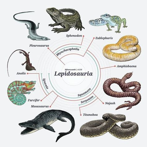 Lepidosaurier - (Biologie, Uhrzeit, Reptilien)
