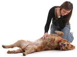 Hund - (Hund)