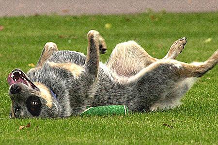 Hund - (Hund)