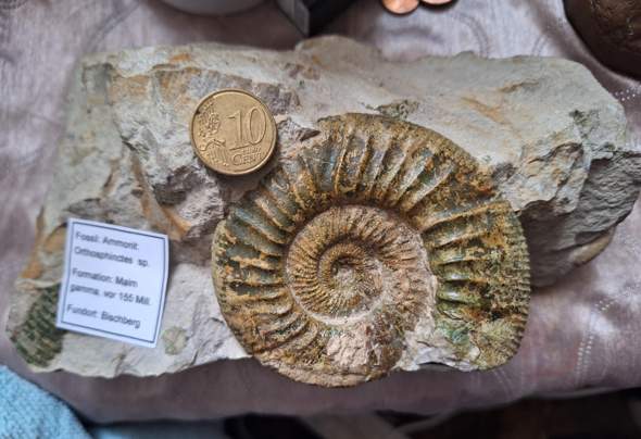 Was würdest du für dieses Gesteinsstück mit Fossilien einschlüssen zahlen?