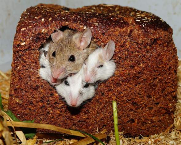 Was würdest du machen, wenn du Mäuse in deinem Brot finden würdest?