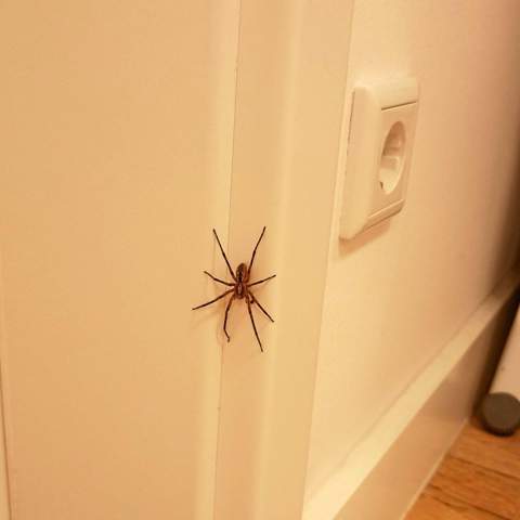 Was würdest du machen, wenn du so eine Spinne in deinem Haus hättest?