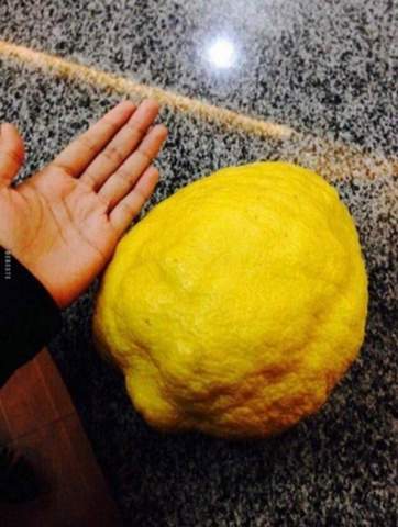 Was würdest du mit so einer Zitrone machen?
