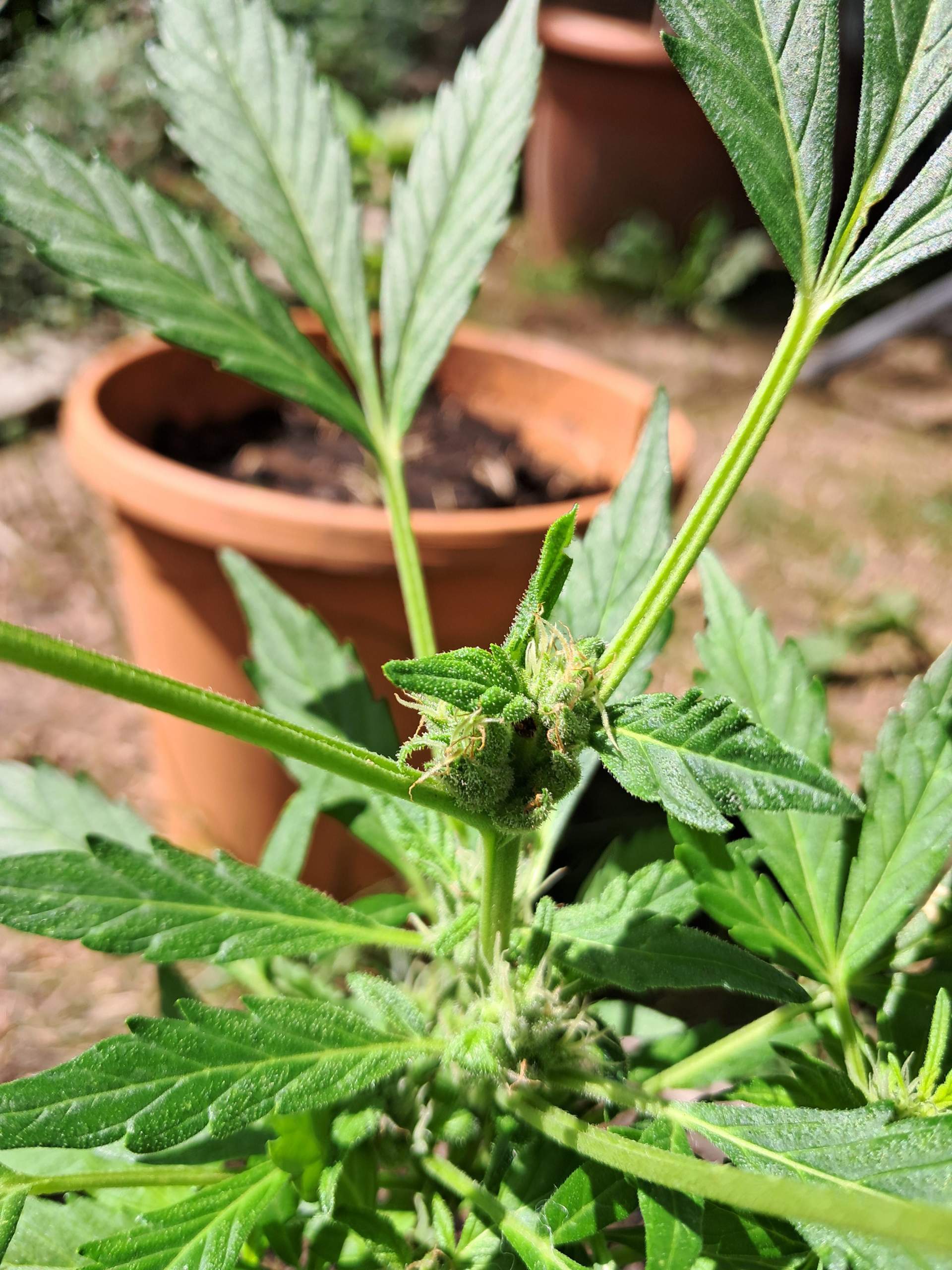 Was würdet ihr sagen wie lang die Cannabisblüten noch brauchen? (Cannabis, Marihuana, Cannabisanbau)