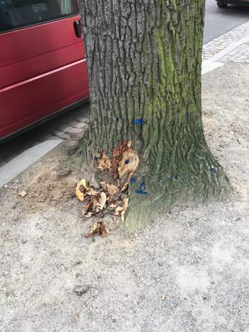 Was wurde mit diesem Baum gemacht?