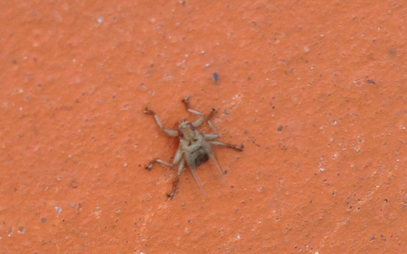 Spinnenechsenfliege - (Tiere, Haus, Garten)