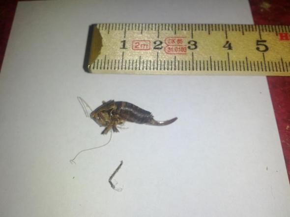 Komischer Käfer2 - (Biologie, Insekten)