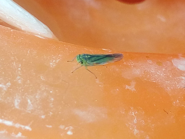 - (Insekten, Kleintiere)