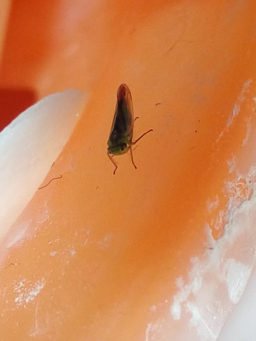 - (Insekten, Kleintiere)