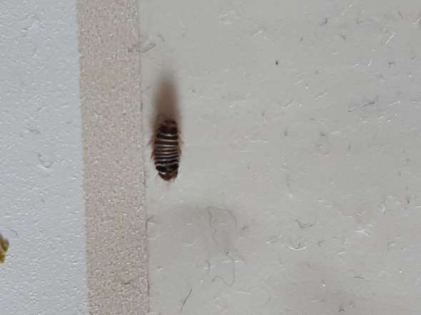 Wass Ist Das Fur Ein Insekt Aus Dem Bettkasten Insekten Bett