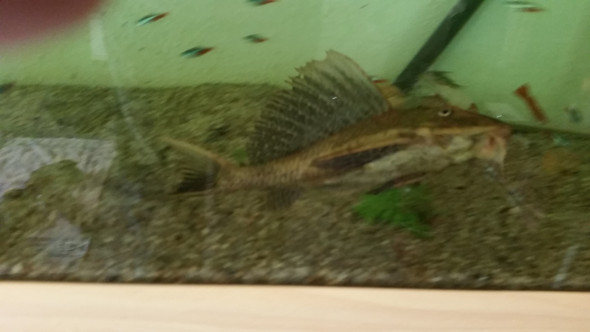 Wels - (Fische, Welse)
